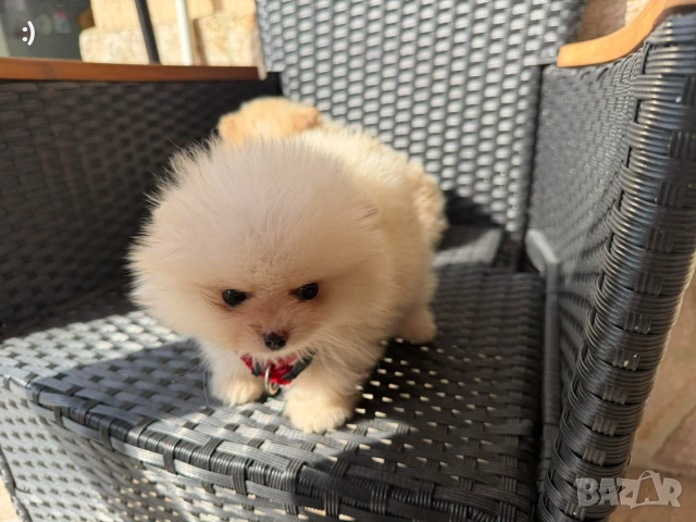 Мини Померани Актуално от 5.3.2026