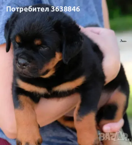 Ротвайлер, снимка 3 - Ротвайлер - 49798052