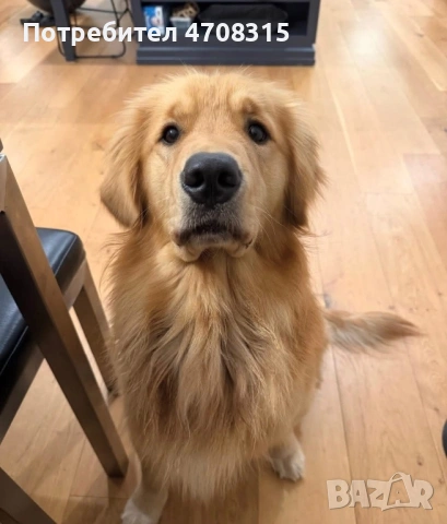 Голдън ретривър момче  родословен баща, снимка 7 - Голдън ретривър - 53300412
