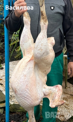 Домашни бройлерни пуйки, снимка 2 - Кокошки и пуйки - 52720286