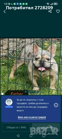 Френски булдог/French Bulldog , снимка 11 - Френски булдог - 48347355