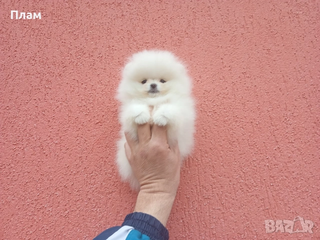 Бели Померани., снимка 8 - Померан - 54105599