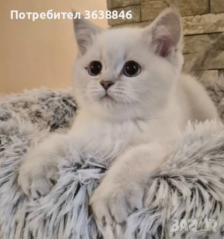 Британска късокосместа, снимка 2 - Британска късокосместа - 53271771