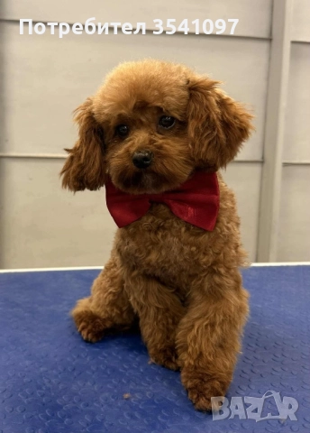 Той Пудел за разплод , снимка 8 - Пудели - 48428851