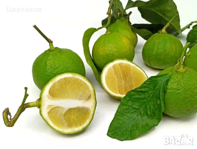 Бергамот, снимка 2 - Стайни растения - 49736642