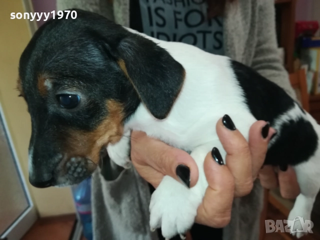 ЖЕНСКО КУТРЕ-ДЖАК РЪСЕЛ НА 40 ДЕНА 2909251558, снимка 17 - Джак ръсел териер - 51879256