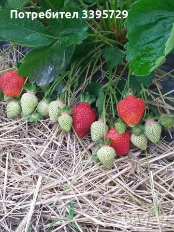 разсад за ягоди само сега не изпускаите шанса запазете си разсад за ягоди 0.30€, снимка 7 - Разсади - 53264169