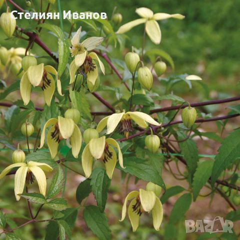 Жълт клематис, източен клематис (Clematis orientalis), снимка 2 - Градински цветя и растения - 46590568