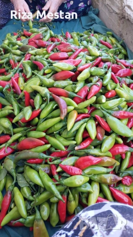 Пукана маринована чушка рибка-домашно!, снимка 9 - Други стоки за дома - 52591701