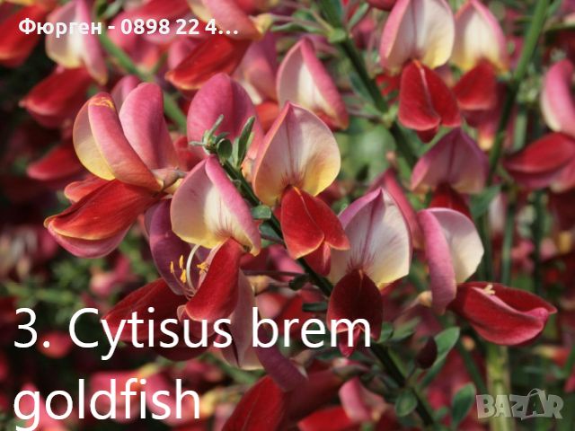 Цитизус - Налични 5 цвята , снимка 1 - Градински цветя и растения - 40810443