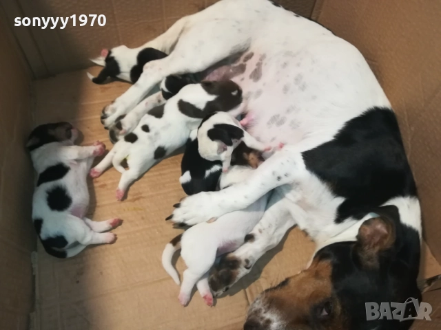 ДЖАК РЪСЕЛ-КУЧЕНЦА 1908251818, снимка 16 - Джак ръсел териер - 51420983