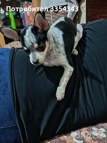 Чихоа родено 23 1125, снимка 3 - Чау Чау - 53539097