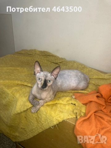 Канадски сфинкс женски на 5 месеца, снимка 6 - Сфинксове - 52383325