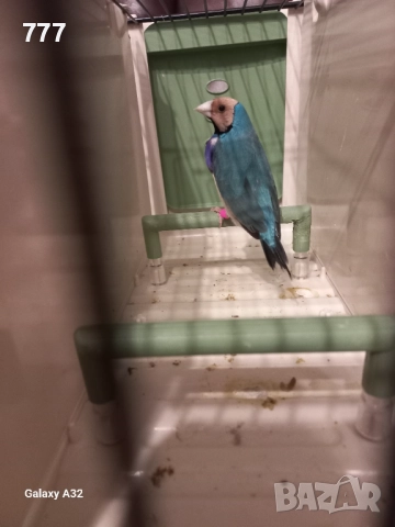 Гулдови амадини, снимка 2 - Амадини - 46601486