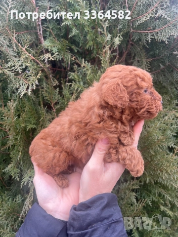 Мини пусел, снимка 9 - Пудели - 53276952