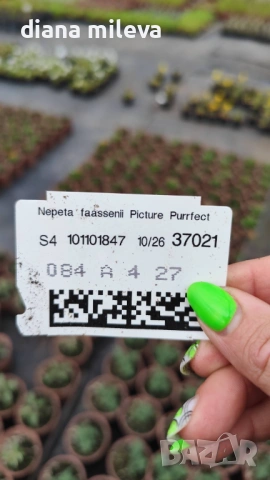 Непета, Nepeta, многогодишна и студоустойчива!!, снимка 7 - Градински цветя и растения - 52425887