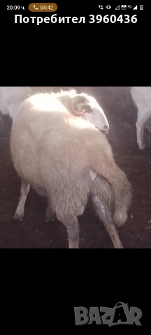 продавам коч и агнета , снимка 2 - Овце - 52878904