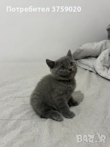 Британска късокосместа, снимка 3 - Британска късокосместа - 53825984