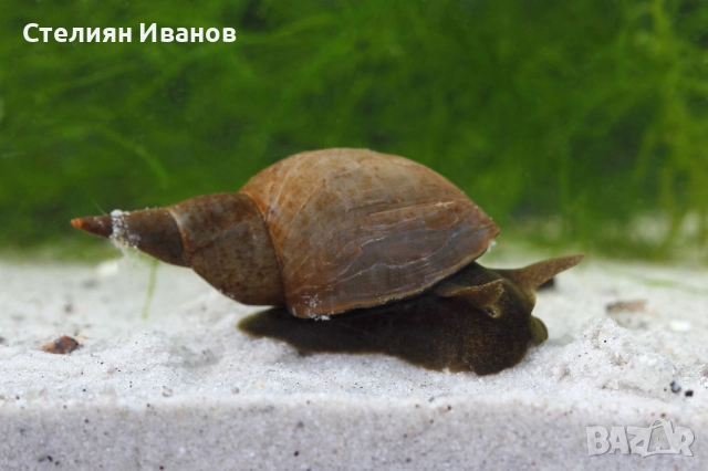 Охлюви за аквариум или градинско езерце - Planorbis planorbis, Lymnaea stagnalis, Physella acuta, снимка 6 - Други - 51482662