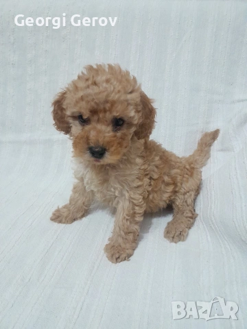 Продавам мини пудел