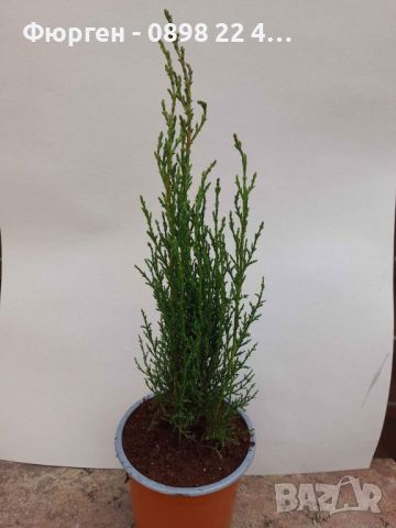 Кипарис Тотем / Cupressus Semp. Totem, снимка 5 - Разсади - 45345348