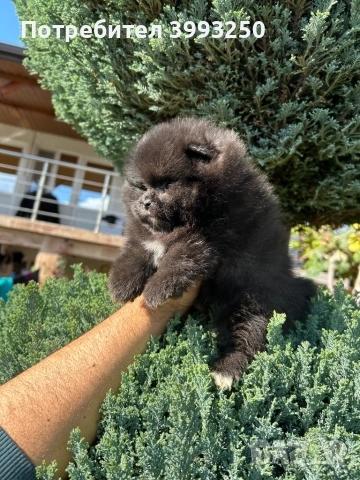 Мини померани , снимка 8 - Померан - 44295316