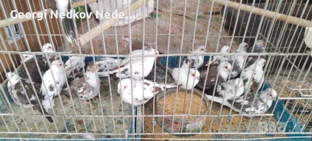 Продавам шарени диамантени гугутки , снимка 3 - Папагали - 50650681