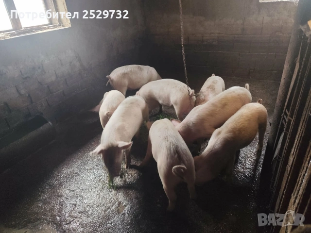 Прасета , снимка 4 - Прасета - 53976296