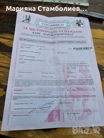 Немска овчарка, снимка 4 - Други животни - 53390612