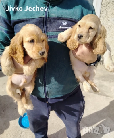 Кокер Шпаньол , снимка 4 - Кокер шпаньол - 53757180