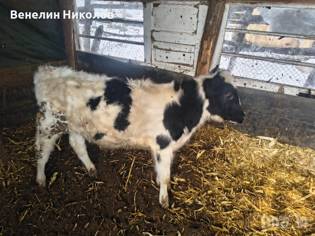 Мъжко теле на 6м., снимка 3 - Крави - 53559550