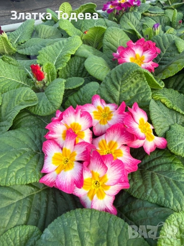 Цветя за 8 март, снимка 6 - Градински цветя и растения - 53336246