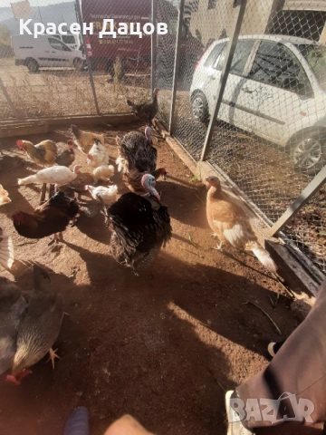 Домашни пуйки, снимка 3 - Кокошки и пуйки - 52704907