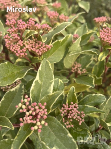 Лаврова Калина (Вариегатна), снимка 4 - Градински цветя и растения - 53986316