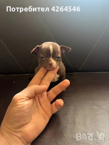 Мини шоколадово момче , снимка 2 - Чихуахуа - 53701199