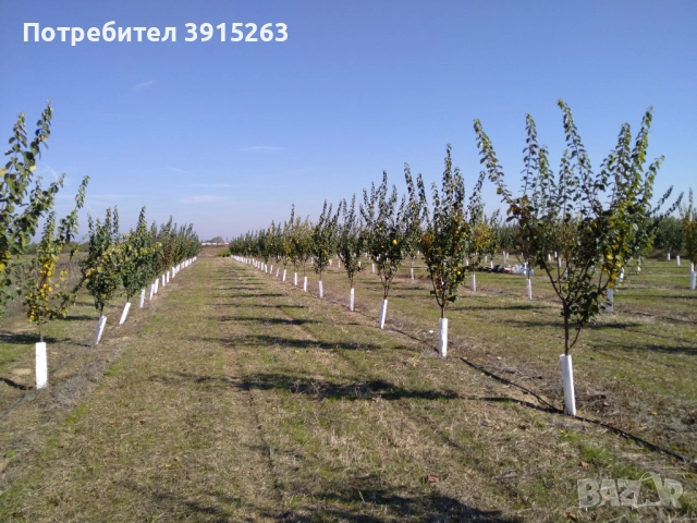 Продавам дюлева овощна градина в с. Цалапица, снимка 5 - Земеделска земя - 52833701