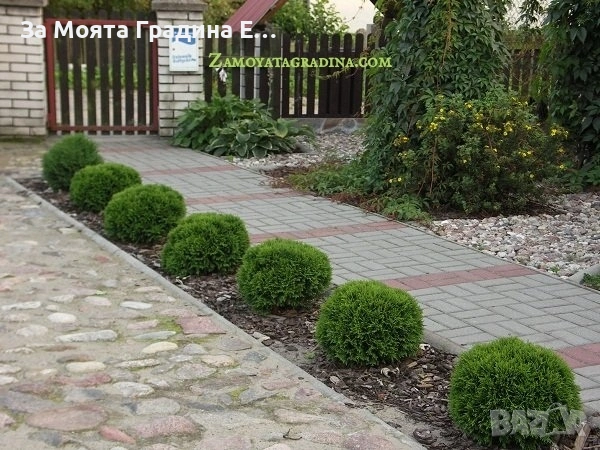 Туя Голд Даника , снимка 6 - Градински цветя и растения - 53634387