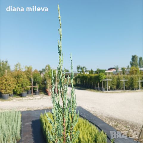 Юниперус Синя Стрела,  Juniperus “Blue Arrow” , снимка 14 - Градински цветя и растения - 46527647