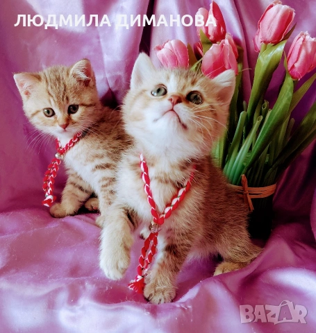 Шотландско мъжко Скоттиш Страйт. , снимка 7 - Британска късокосместа - 53663334