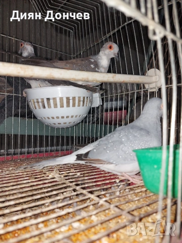 Продавам диамантени гугутки 