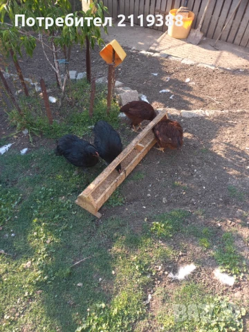 Свободни петлета на 4.5 месеца, снимка 2 - Кокошки и пуйки - 51021180