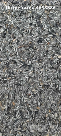 Продавам шарен слънчоглед 850 лв / тон, снимка 2 - Други - 52005794