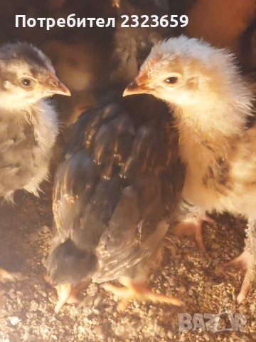 Пилета , снимка 4 - Кокошки и пуйки - 54163977