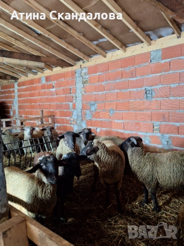 Селскостопански животни 