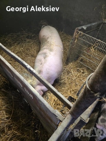 3 свине майки на първо прасило. , снимка 2 - Прасета - 53753100