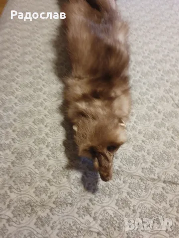 Яка от Белка