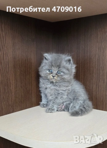 Плюшена магия в два цвята: Елитно Британско облаче и Шотландско слънчице!" 👑🐾, снимка 3 - Британска късокосместа - 53098759