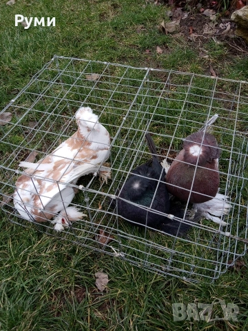 продавам гълъби, снимка 6 - Гълъби - 53292815