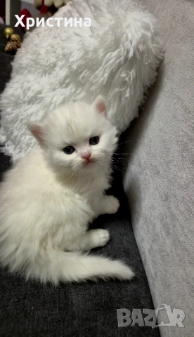 Бяло британско коте , снимка 2 - Британска късокосместа - 52835556