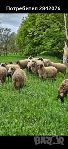 Продавам 15 бр овце , снимка 3 - Овце - 45838459